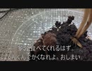 [やっぱりまどマギ]タランチュラ飼育日記その１４２[ほむらは裏切らない]