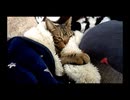 毛布にくるまって眠る猫 - a cat is wrapped up in a blanket and sleeps -