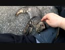 あんなに狂暴だった子猫が・・・足元で寝た【野良猫】