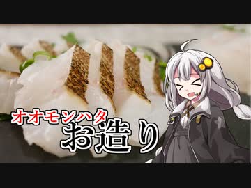釣れなくても料理！オオモンハタの刺身！【VOICEROIDキッチン】