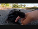 黒猫「この公園を利用するならモフってからにしてもらうニャー」