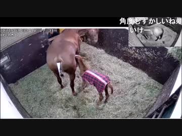 21年ハルダヨリ出産 その2 動物 動画 ニコニコ動画