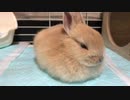 【うさぎ】箱座り