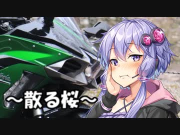 【結月ゆかり車載】Ninjaでゆかりさんが喋って走る　～散る桜～