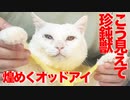 煌めくオッドアイ、猫のクセのすごさに埋もれる