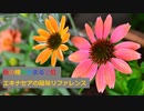 【スパイスを知ろう！】エキナセアを知ろう！【part125】