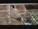 さきいか食ってるみたい