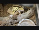 [結局AKIRAがおもろい]タランチュラ飼育日記その１４３[ほんと絵うまい]