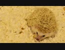 ハリ活.vol 46. ~色々変わっても、こころ君は元気！！~