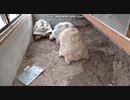 生放送を開始した直後のできごとｗ