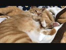 ピンクの肉球の猫