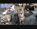狂暴な野良の子猫がフレンドリーになっていく様子 ３【最終回】