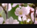 Spring Waltz