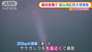 “巨大深海魚”に“透明イカ”・・・謎の生物を撮影成功