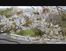 風に揺れる葉桜になりかけの桜