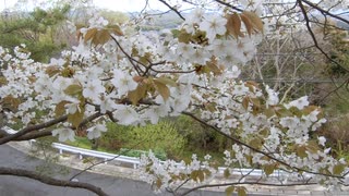 風に揺れる葉桜になりかけの桜