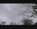 鳥の鳴き声20210405-1