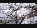 鳥の鳴き声20210405-2
