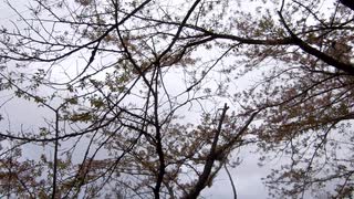 鳥の鳴き声20210405-2