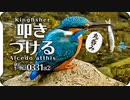 0331B2【カワセミ捕食で魚を叩きつける】猛禽類ツミ。メジロとシジュウカラに青虫が食べられる。足怪我オオバン引っ越し。カルガモ桜。鶴見川水系恩田川でコンデジ野鳥 #身近な生き物語　#カワセミ #捕食