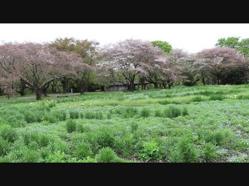 控えめ昭和記念公園ツアー令和三年