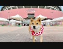 【柴犬ももっぷ広島移住】広島東洋カープの本拠地に行ってみたなの