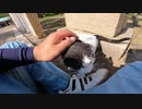 最初は恐る恐るだった野良猫だが、頭をナデナデされると甘えてくるようになった