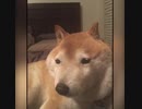 ホモと見るネット（なんj）で見かける動物GIF集