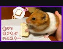 【癒し】はじめて食パン(小動物用)を食べるハムスター【コル】