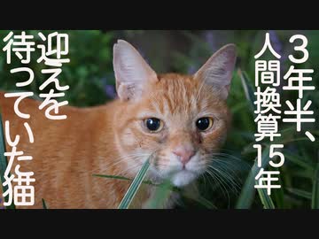 3年半、待っていた野良猫