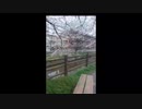在宅勤務飽きた！終了！/らじこ　ZATSUDANic　NATIVE