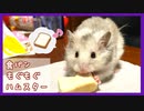 【音フェチ】サクサク音が心地良い！はじめて食パン(小動物用)を食べるハムスター【ふわたん】