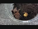 [カメラ買ったぞぉ]タランチュラ飼育日記その１４４[一眼レフだぞぉ]