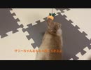 新しいおもちゃ！遊ぶかな？うさぎのサリーちゃん