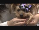 経済効果５兆円！注目のイヌ・ネコノミクス