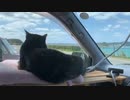 2021/04/05放送【3日目角島】猫と車中泊　日本縦断　サイコロの旅　北海道にたどり着けるか？【旅猫あずき～保護猫から旅猫へ～】