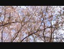 葉桜と鳥の鳴き声