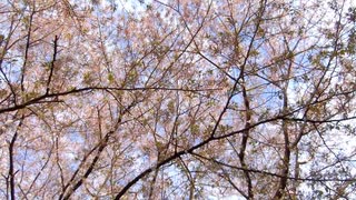 葉桜と鳥の鳴き声