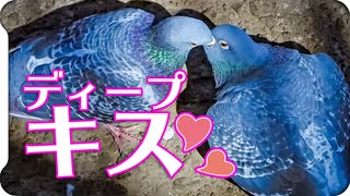 鳩のディープキス
