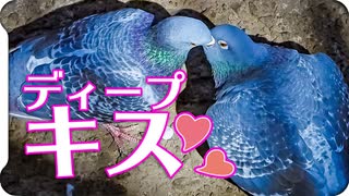 鳩のディープキス