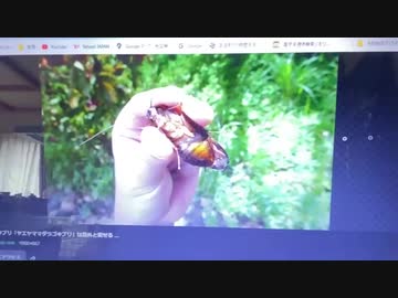 沖縄に住みたくない理由（ゴキが、でかすぎる）