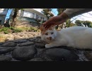 都会で出会った人見知りな野良猫、少しずつモフったら喜んでくれた
