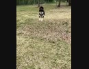 スローモーション黒柴くん