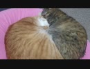 拾いねこ＠生後3197/3164日目　猫団子がまだ見られるとは。