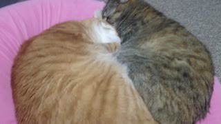 拾いねこ＠生後3197/3164日目　猫団子がまだ見られるとは。
