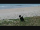 2021/04/06放送【4日目角島海岸あずさんぽ】猫と車中泊　日本縦断　サイコロの旅　北海道にたどり着けるか？【旅猫あずき～保護猫から旅猫へ～】