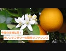 【スパイスを知ろう！】オレンジフラワーを知ろう！【part127】