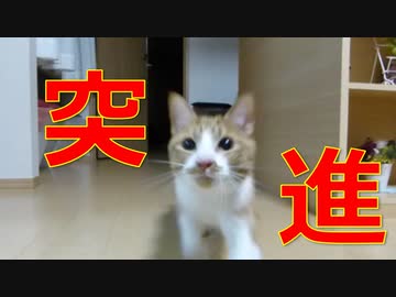 お尻フリフリからの～、、、猪突猛進！！！！