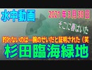 水中動画（2021年3月26日）in 杉田臨海緑地