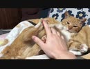 ティーガー迫真の猫キック